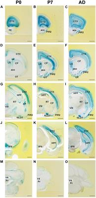 Expression of FLRT2 in Postnatal Central Nervous System Development and After Spinal Cord Injury